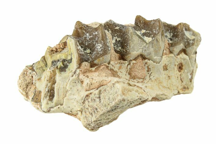 Oreodont (Merycoidodon) Jaw Section - South Dakota #260077